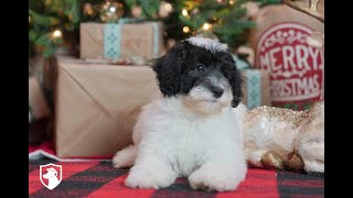 For Adoption quotTobyquot Happy MiniSheepadoodle Mr Brown from Perpetua amp Vlad [upl. by Ilenna22]