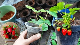 CARA MENANAM STRAWBERRY DIRUMAH  di dataran rendah [upl. by Urian783]