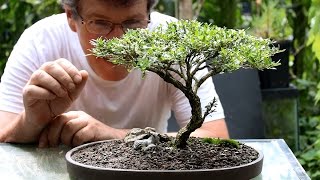 Five tips for starting into bonsai [upl. by Loredo]