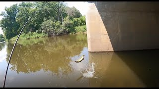 2 Days 7 Species of Fish on the Des Plaines River July 2024 [upl. by Eiclehc]