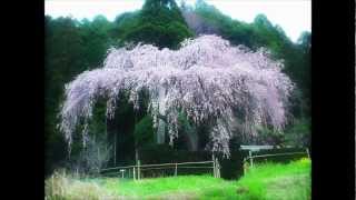 20062010Cherryblossomswmv [upl. by Bergstein]