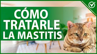 🐈 ¿Qué es la Mastitis en las Gatas y Cómo se Trata  Guía Felina 🐈🤒 [upl. by Ahsilat]