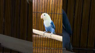 Blue Opaline split palefellow lovebird [upl. by Dafna]