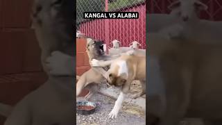 Kangal puppy VS ALABAI pup dogs animals kangal kangalshepherddog puppy sheepdog wolf [upl. by Wiles]