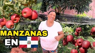 DOÑA MARIA LA ÚNICA DOMINICANA CON PLANTAS DE MANZANAS ROJAS [upl. by Bodi681]