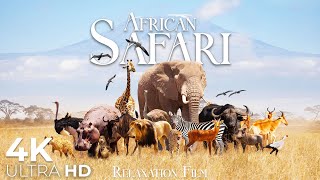 African Safari Animals 4K  Wildlife Relaxation Film  Relaxing Music  Video 4K Ultra HD [upl. by Dudden]