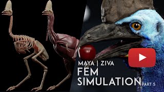 Cassowary  Ziva Python  Rigging Part 5 [upl. by Bergmann]