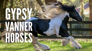 Gypsy Vanner Horses Breed Profile Facts and Care [upl. by Skippy]