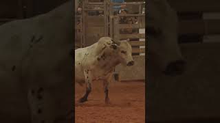 Rodeo Ball Busting Bull Riding [upl. by Melicent]