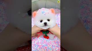 Pomeranian Dog price in India  Teacup dog  Toy Pom dog  cute puppies  Dog market  dogs shorts [upl. by Brathwaite]