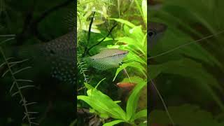 Due Gourami perla trichogaster leeri [upl. by Zolner236]