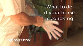 What to do if your horse is colicking [upl. by Tuhn]