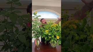 You CAN have both sustainability flowers florist floristry howto homemade homegrown [upl. by Berghoff]