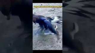 Eagle vs Falcon Attack eagles animals birds shorts [upl. by Neened]