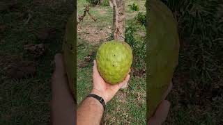 Série frutas do cerrado  GuardaMor  MG Marolo ou araticumdocerrado cerrado [upl. by Eugenle]