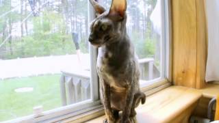 Cats 101 Cornish Rex [upl. by Orren]