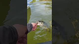 Releasing largemouth in USA River Packraft Inflatable kayak bass fishing live shimano Megabass [upl. by Linkoski667]