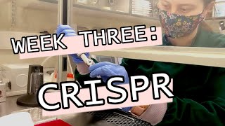 Week in the life of a Genetics PhD Student CRISPR bacterial culture amp Maxipreps  Genetics lab [upl. by Naahs]