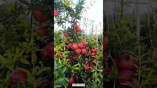 youtubeshort agri agriculture youtubeshortsvidio farming [upl. by Darryl]