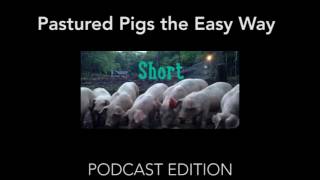 Pastured Pigs Made Easy [upl. by Eleon]