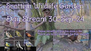 LIVE 🔴 Bird Feeders Wildlife Cameras Scotland UK from Scottish Wildlife Garden [upl. by Neelac]