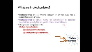 Chordates Protochordates Hemichordates [upl. by Pickett]