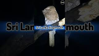 Sri Lanka Frogmouth 2024 birds photography reels love music newsong song [upl. by Assirhc250]