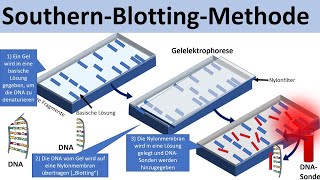 Southern Blotting  SouthernBlotMethode Biologie Genetik Oberstufe [upl. by Genni]