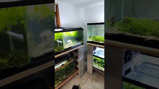 Fresh Water Changes on the Guppie Pleco RoomDaniKenAquatics [upl. by Auqenes]