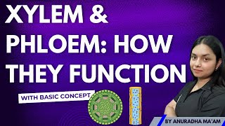 Xylem vs Phloem Understanding Plant Transport Systems  ThePrepZone NCERT biology [upl. by Guibert500]