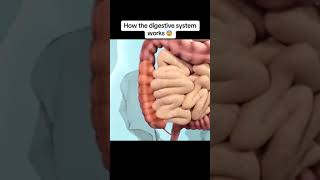 HOW THE DIGESTIVE SYSTEM WORK BY DIVINE HEALING [upl. by Norven463]