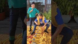 A very helpful tool for rural farmers to deseed maize shorts satisfying agriculture [upl. by Elenaj235]