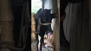 Village cowgood farm amazingdairyfarming  animals farming videos [upl. by Ardeed]