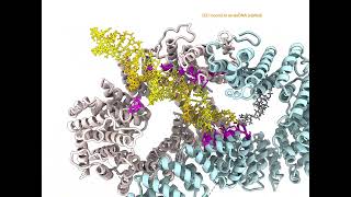 FANCD2FANCI complex clamping to DNA in order to repair it [upl. by Bushweller]