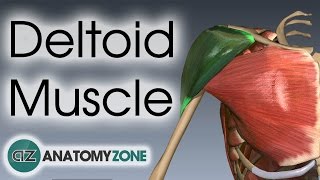 Deltoid Muscle Anatomy  AnatomyZone [upl. by Nalniuq90]