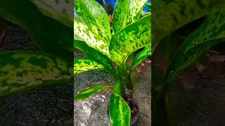 Dieffenbachia Plants🌿 greenplanthouse diffenbachia houseplant [upl. by Oneida52]