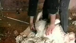 Sheep Shearing  121996 102 PM [upl. by Einra]