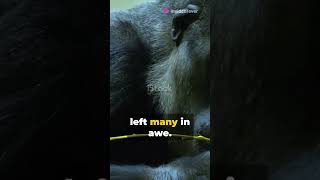 Koko’s Last Words A Gorilla’s Farewell and the Mystery of Animal Afterlife [upl. by Eimot]