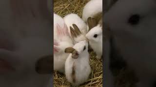 🐰 Adorable Bunny Sounds Compilation Hear Them Chirping Sniffing amp More [upl. by Ilyk]