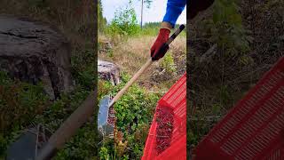 lingonberry berrypicking fruitpicking farming berryfarm wildberries cranberry harvesting [upl. by Halfon302]