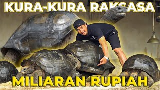 SATUSATUNYA DI INDONESIA KURAKURA RAKSASA PALING RARE CUMAN ADA DISINI ❗😱 [upl. by Euh]