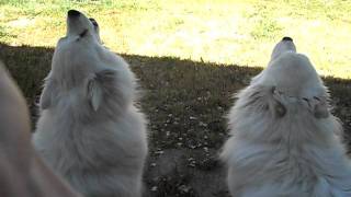 Two American Eskimo Dogs Howling at Siren Sparky amp Snow Bear [upl. by Xet217]