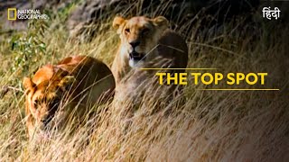 The Top Spot  Animal Fight Club  हिन्दी  Full Episode  S5  E4  National Geographic [upl. by Lasky]