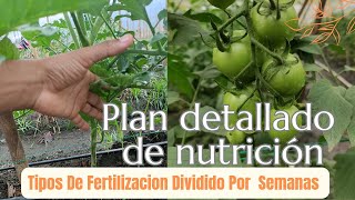 NUTRICION PERFECTA PARA CRECIMIENTO DE FRUTOS [upl. by Minny105]