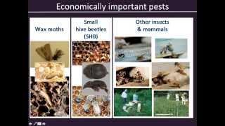 2015 02 18 10 06 Honeybees and neonicotinoids II [upl. by Barra]