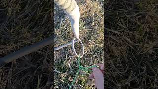 How to tie a falconers knot  ACR FALCONRY howto falconry [upl. by Ruenhs696]