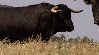 The bull the most powerful animal and symbolic of the earth [upl. by Mansur]