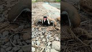 sandpiper  nest lapwing [upl. by Hanser]