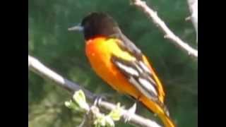 Baltimore Oriole singing in a tree [upl. by Newlin371]