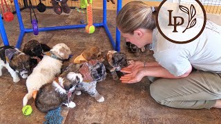 Meet Kaidas F1b Mini Bernedoodle Puppies [upl. by Ashraf618]